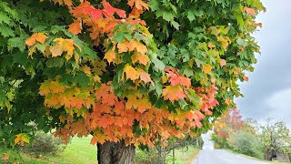 New England Insight 2021 Fall Foliage Tour