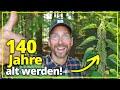 Besser geht's nicht: Mit Brennnessel Samen wirst du 140 Jahre alt Mp3 Song