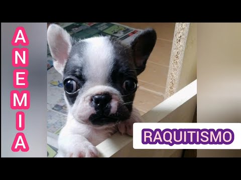 Vídeo: Como Tratar O Raquitismo Em Cães