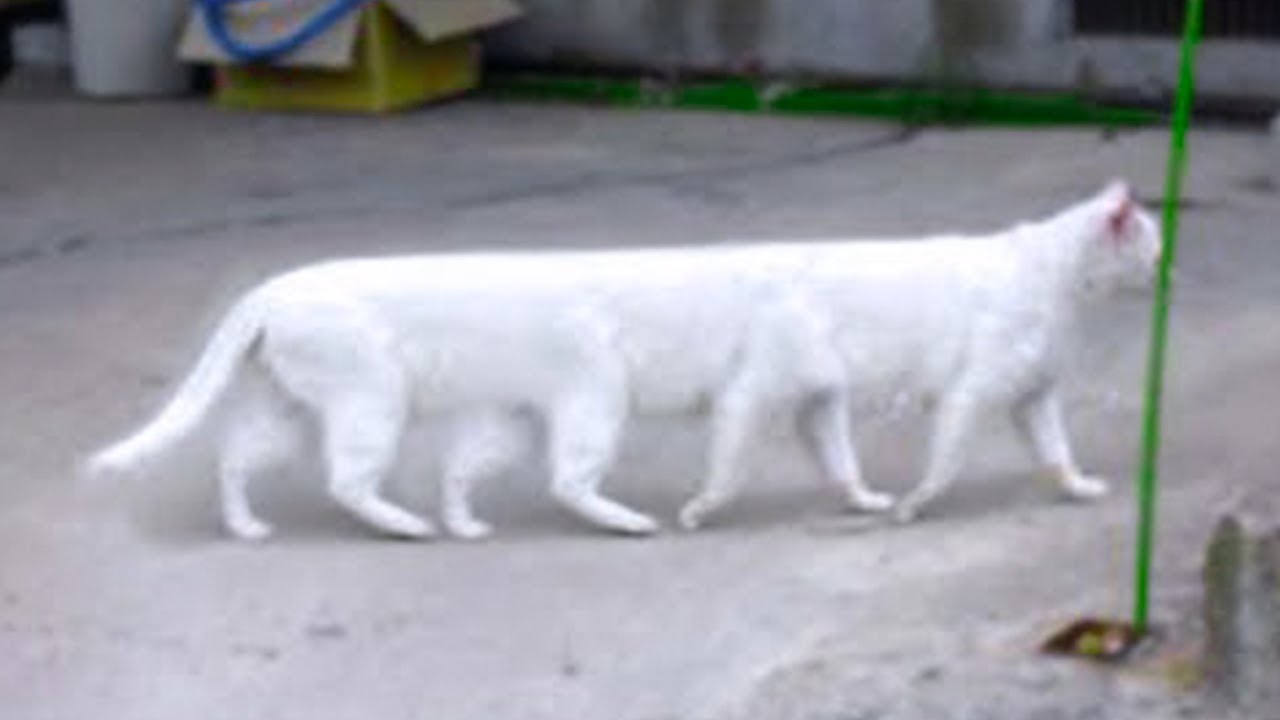 15 Abnormally Strange Cats That Actually Exist