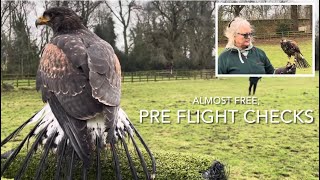 Pt. 7 HOW TO TRAIN A HARRIS HAWK: getting ready to fly free