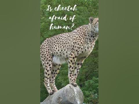 Is cheetah afraid of human - YouTube