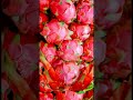 Dragon fruit#asmr #shorts #dragonfruit #yummy #viral #trending #satisfying