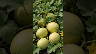 From One Honeydew Melon to a Melon Vine