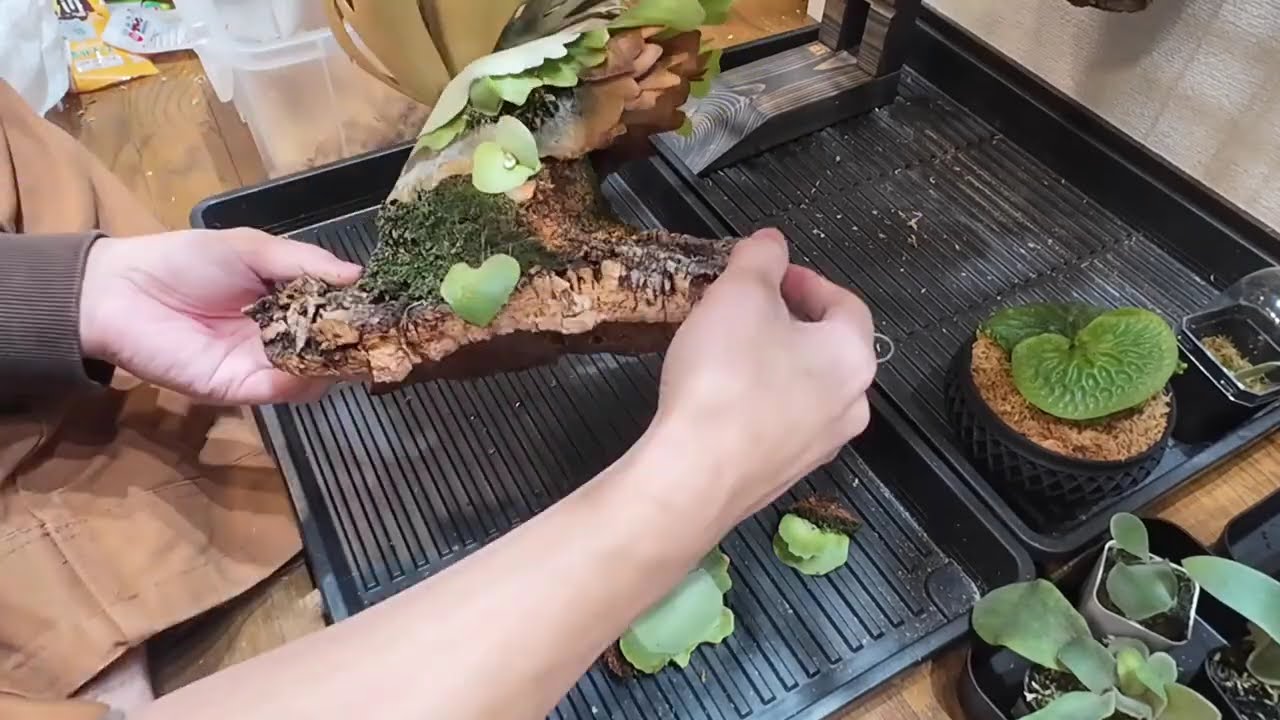 ビカクサ動画日記】Elves エルベス子株、売りまぁ～す - YouTube