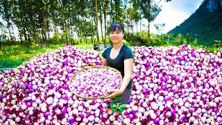 Harvesting Salted Eggplant Goes To Market Sell  Cooking & Relaxing | New Free Bushcraft