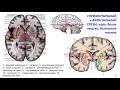 Дубынин В. А. - Мозг: как он устроен и работает - Лекция 4