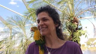 Are Golden Conures Loud? Are They Aggressive? #golden_Conure