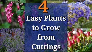 4 Easy Plants to Grow from Cuttings
