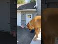 using a FAKE DRAGONFLY clip on my dogs 🪰🦮 (part 1)