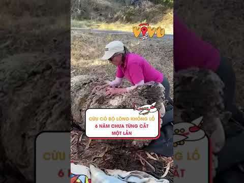 Cừu có bộ