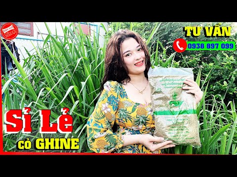 bán sỉ hạt giống - Webgiasi