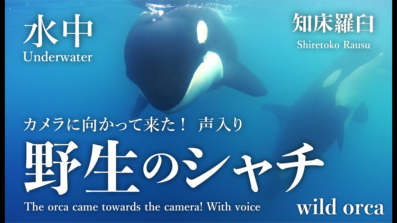 カメラに向かってきた 声入り 水中 野生のシャチ 知床羅臼 The Orca Came Towards The Camera With Voice Wild Orca Underwater Youtube