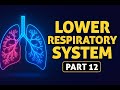 Lower Respiratory System Explained Anatomy Physiology Part 12 OROMOHEALTH 