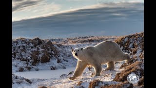 Остров Врангеля Россия