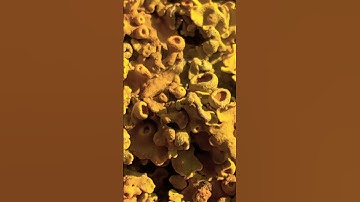 MacroVideography #macro #subscribe #macrophotography #macrovideography #microscopicworld #video