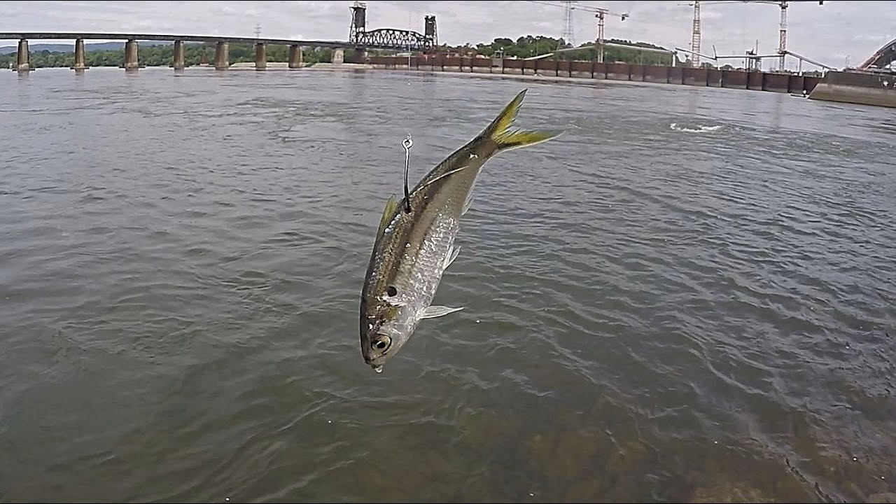 Using LIVE SHAD To Catch Whatever Bites! (Finesse Fishing Below The Dam) 