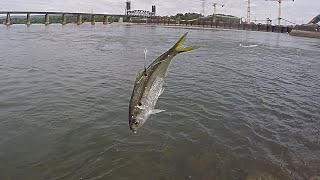 Using LIVE SHAD To Catch Whatever Bites! (Finesse Fishing Below The Dam)