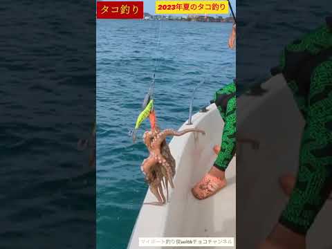 【オフショア】プレジャーボートで2023年夏のタコ釣り。