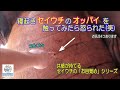 【セイウチ】セイウチのオッパイを触ってみたら怒られた(笑) 共感が持てるセイウチの寝起きシリーズ(伊勢シーパラダイス/水族館)