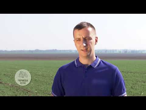 Video: Pestovanie ozimnej pšenice – ako pestovať ozimnú pšenicu v záhradách