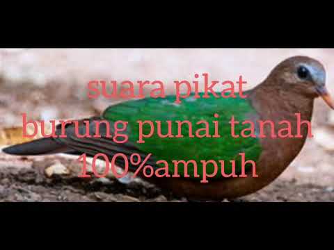 suara pikat burung punai tanah 100%ampuh