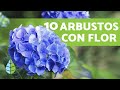 10 ARBUSTOS CON FLORES para el JARDÍN + Nombres y Cuidados