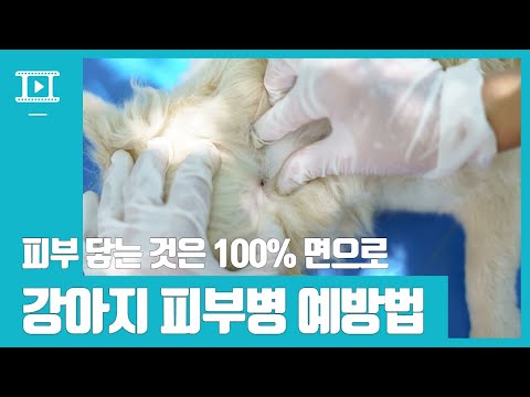 강아지 피부병을 예방하고 관리하는 방법