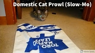 Stripes on the Prowl. Cat pounce slow motion 240 FPS.