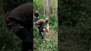 kernow training CS 30/31 chainsaw and tree felling course may 22'