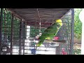 Talking Double Yellow Head Parrot :) Gordy