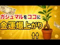【衝撃】ガジュマルをココに置くだけでお金が舞い込む！金運が爆上がりする秘密の場所🌿💰