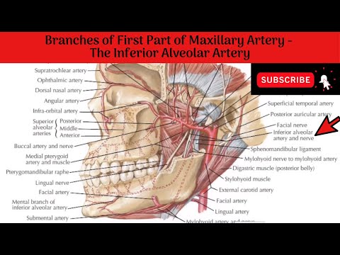Video: Inferior Alveolar Artery Anatomy, Function & Diagram - Kroppskartor