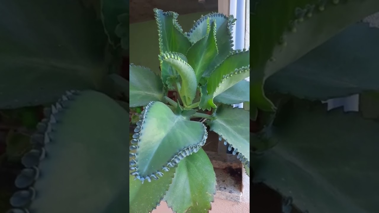 ARANTO !! MÃE DE MILHARES!! SUCULENTA COM VÁRIOS BENEFÍCIOS MEDICINAIS  !!!