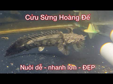Video Tuấn Anh Vlogs mua Cá Săn Mồi Cửu Sừng Hoàng Đế nhỏ về... - youtube