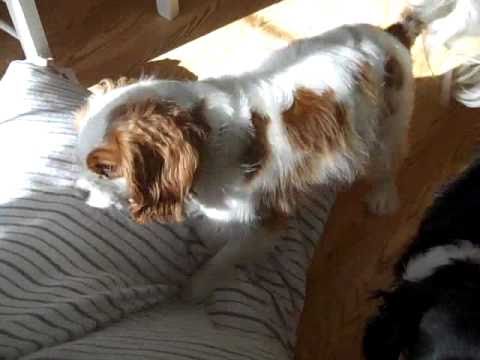 Cavalier King Charles Spanial Rudy Major Pillow Fight