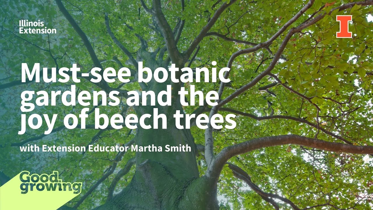 Talking botanical gardens to visit and the joy of beech trees | 