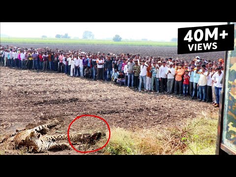 वीडियो: तेंदुआ गेको - यूबलफेरिस मैकुलरियस सरीसृप नस्ल हाइपोएलर्जेनिक, स्वास्थ्य और जीवन काल