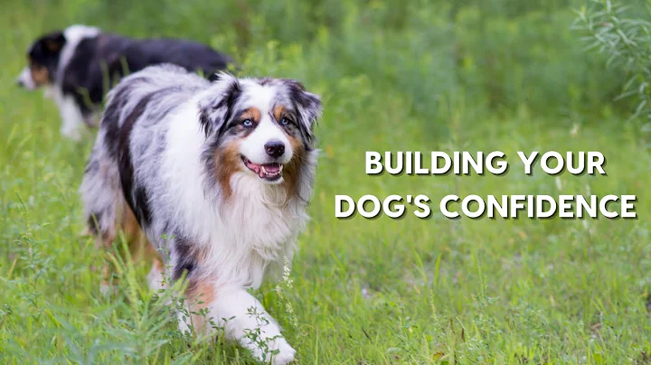 Building Your Dog's Confidence: An Interview with ...