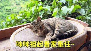 Download Lagu 黑妞带着黑宝离家出走了，可爱的咪咪，担负起了看家的责任~【乡野志刚】 MP3