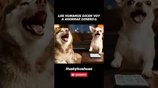 😂 Los humanos dicen voy a ahorrar dinero #chihuahuas #husky #risas #Shorts