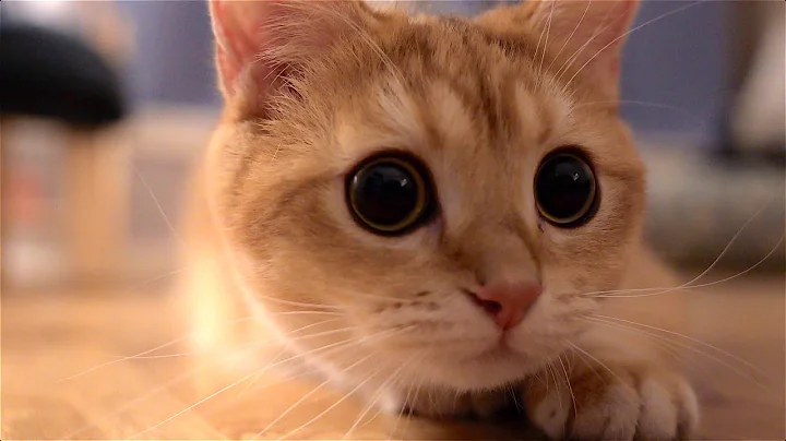 Watch the video about Cute curious cat Ritchie | British shorthair