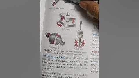 | SCIENCE | CLASS 6th | CHAPTER 10 | ANIMALS : FORM AND FUNCTIONS | PART VII |