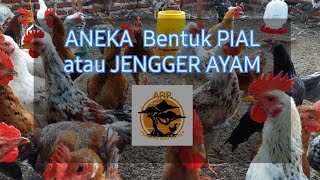 Penyakit Kelamin Jengger Ayam, ini Obatnya. 