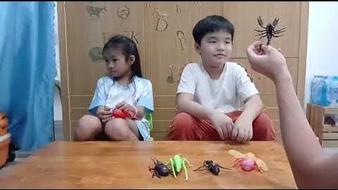 Tiếng Anh Giao Tiếp Tại Phan Thiết: Lisa and Win practice talking about Insects