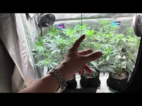 Sep4th 2023, LMNT115 #2 Keeper 1MONTH VEG BEFORE FLOWER !! 🌱