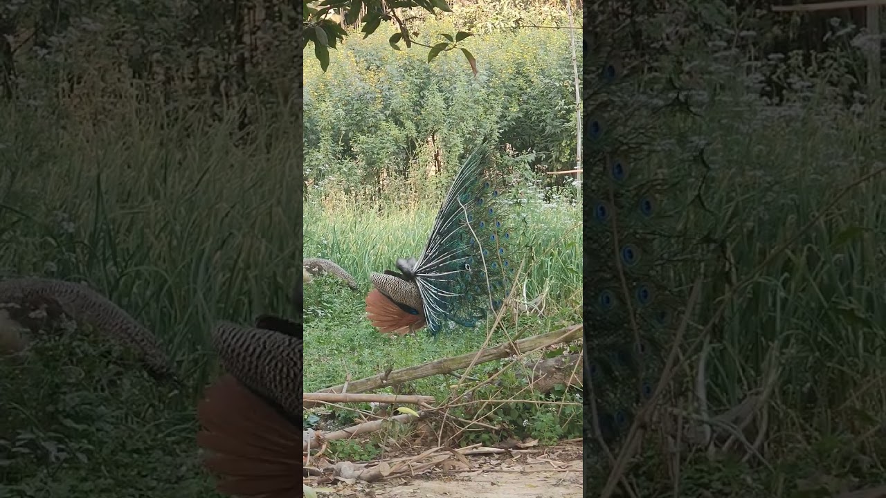 सुबह सुबह मोर नाच रहा था खेत में 