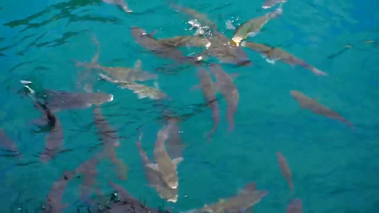 Puerto Los Gigantes