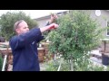 How to Trim Lilac Trees Ground Effects Sioux Center