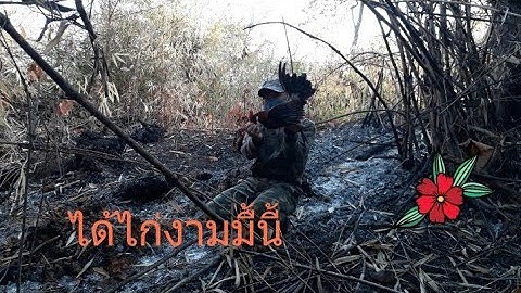 ต่อไก่ป่า Dib qaib qus tim teb qos ntoo # 23-02-2022.